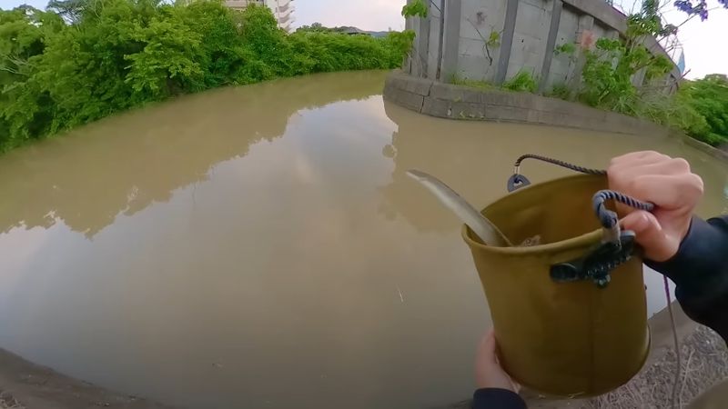 小さいウナギをバケツからリリースする様子