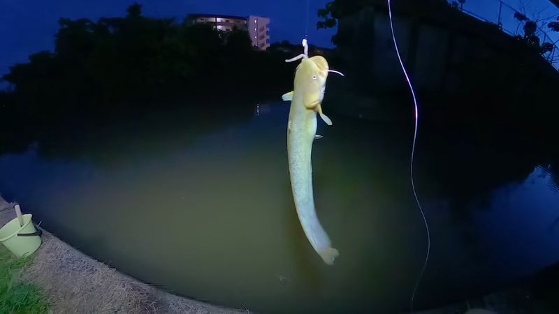 釣り上げられた大きなナマズ