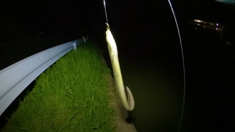 帰宅直前に釣り上げた大きなウナギ