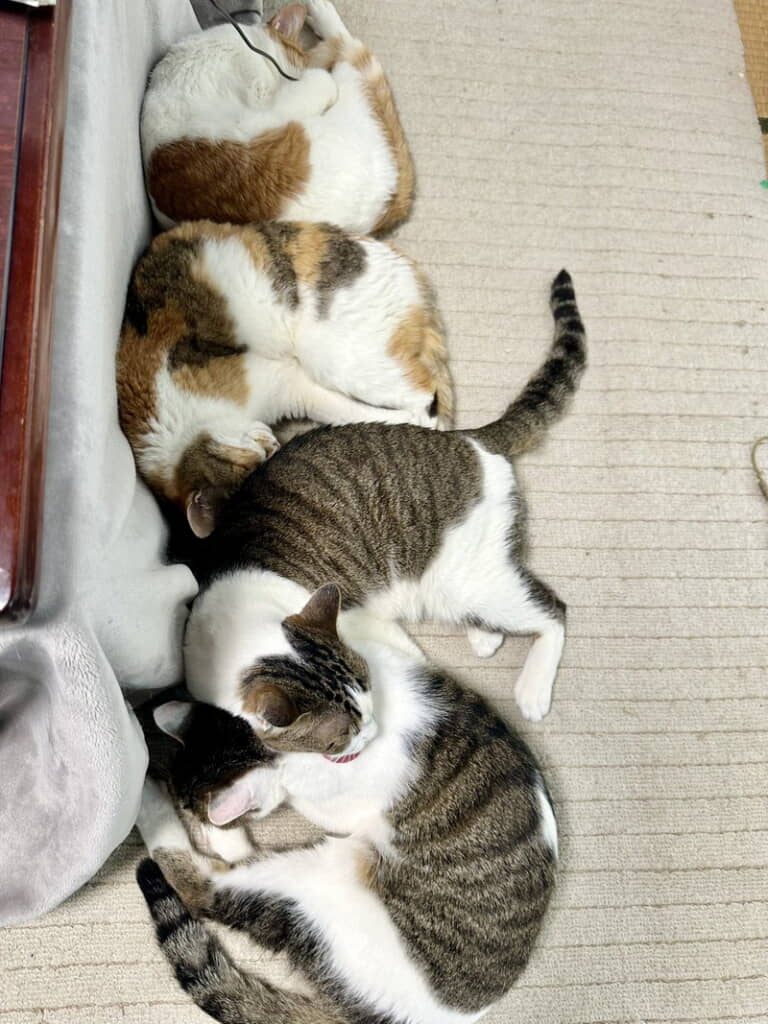 もちもち縁起良し