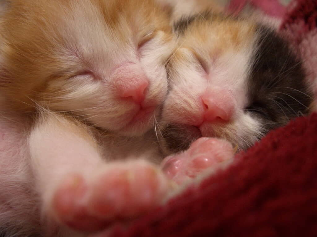 小さな小さなシロ君とひーちゃん