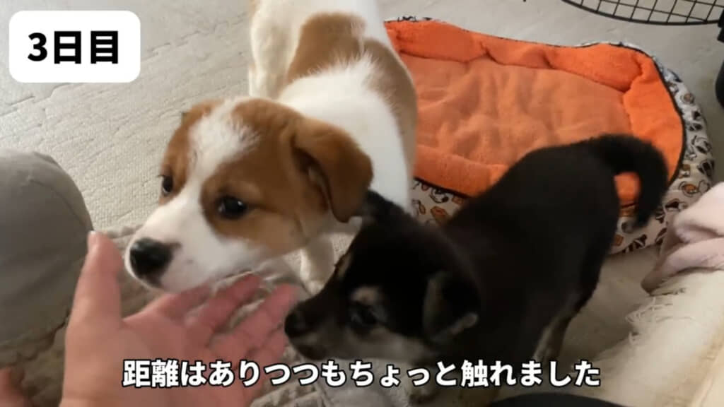 3日目には投稿主さんとの距離も縮まりました