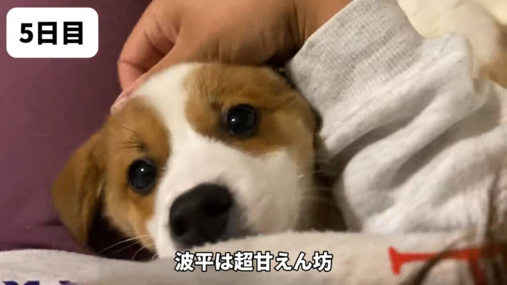 波平くんの方が甘えん坊なことが判明