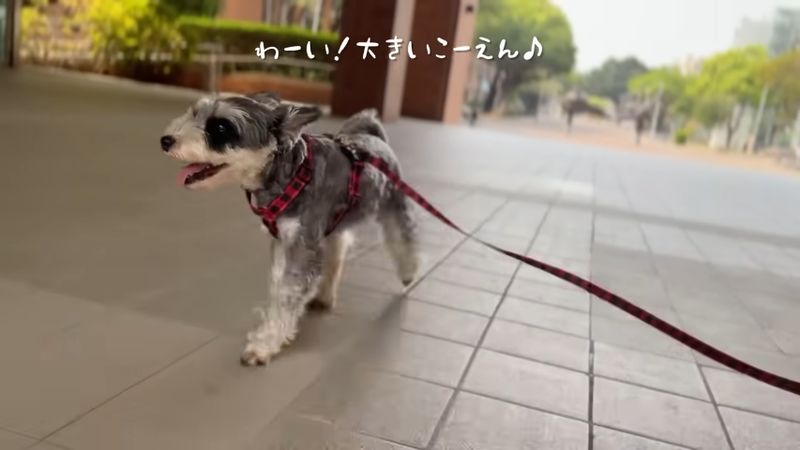 公園で散歩する飼い犬