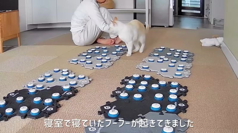 寝室で寝ていた猫が飼い主に接近