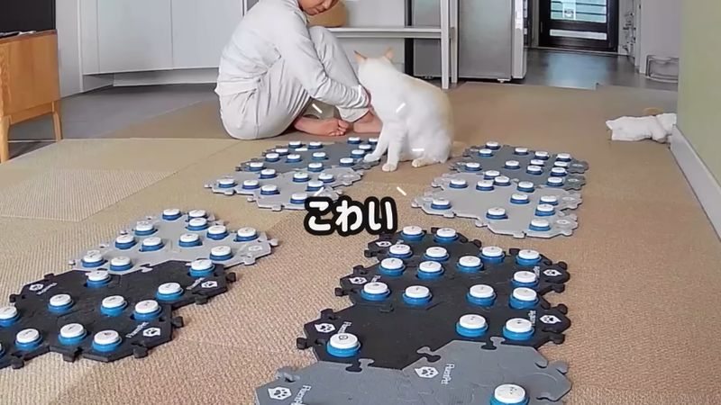 怖いという音が出るボタンを押した飼い猫