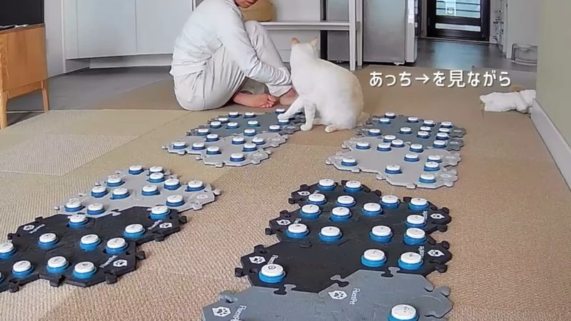 違う方向を見ながら恐怖を伝える飼い猫