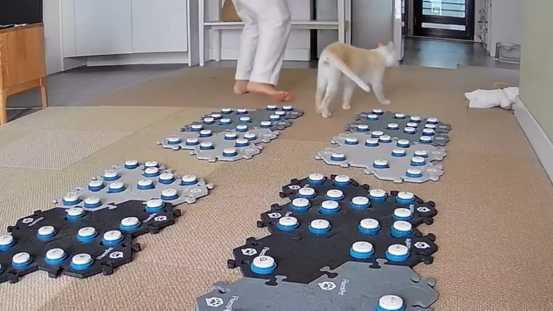 飼い主を導くように歩き出した飼い猫