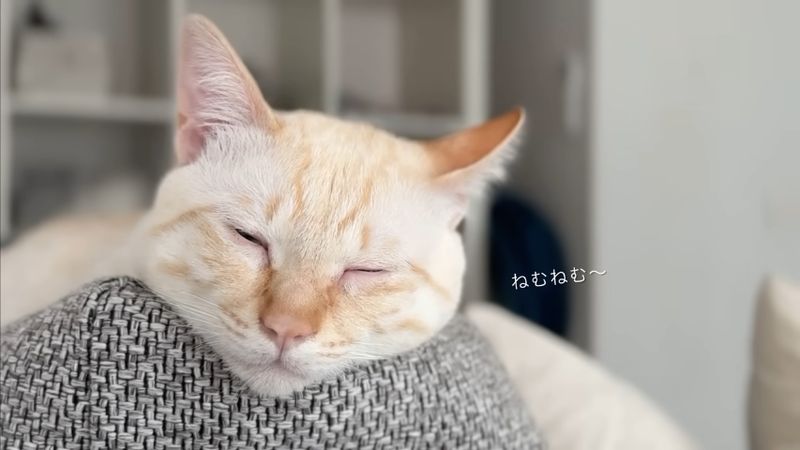問題が解決して寝入る飼い猫