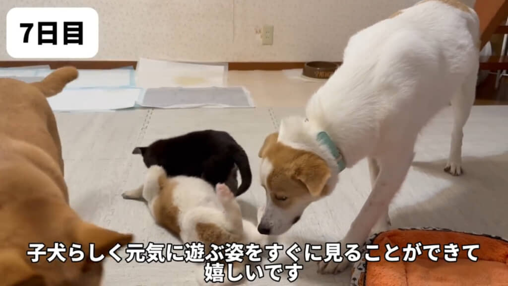 こんなにも子犬らしい姿がみられるようになるなんて……！