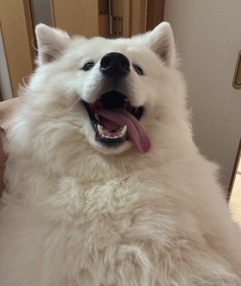 「ひゃほーーーー」