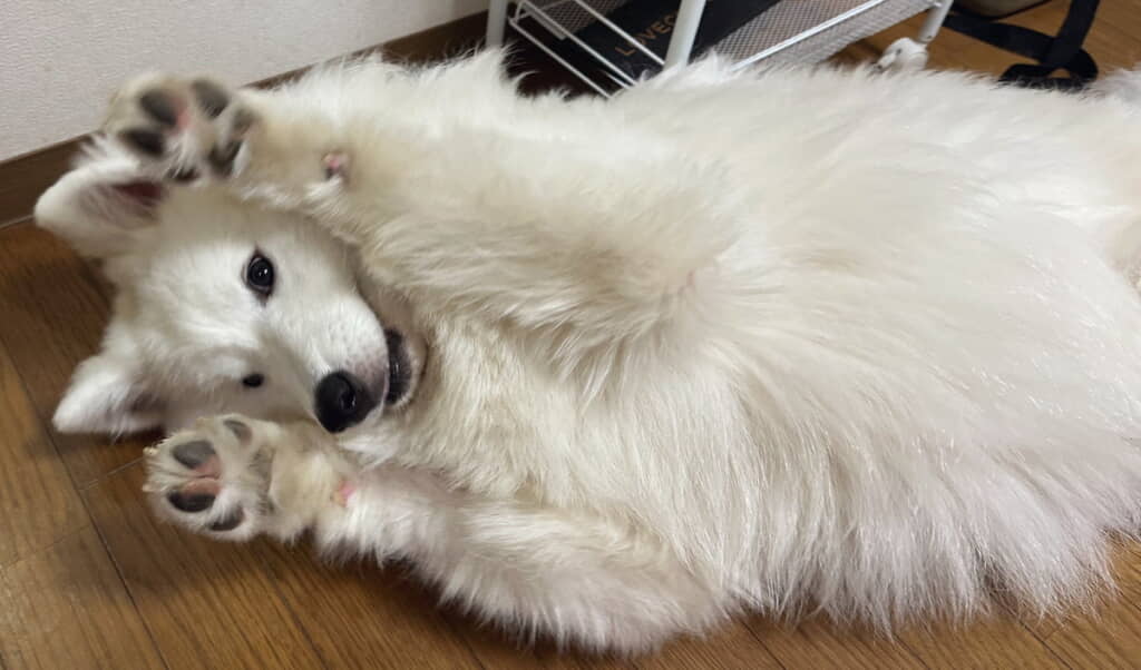 ばんざーい