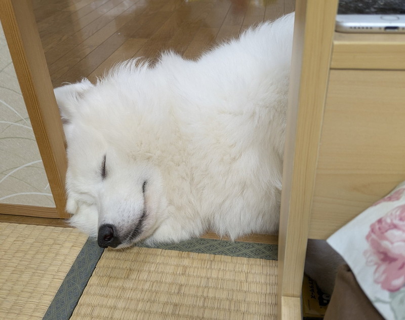 自由なスタイルで眠るさだはるくん