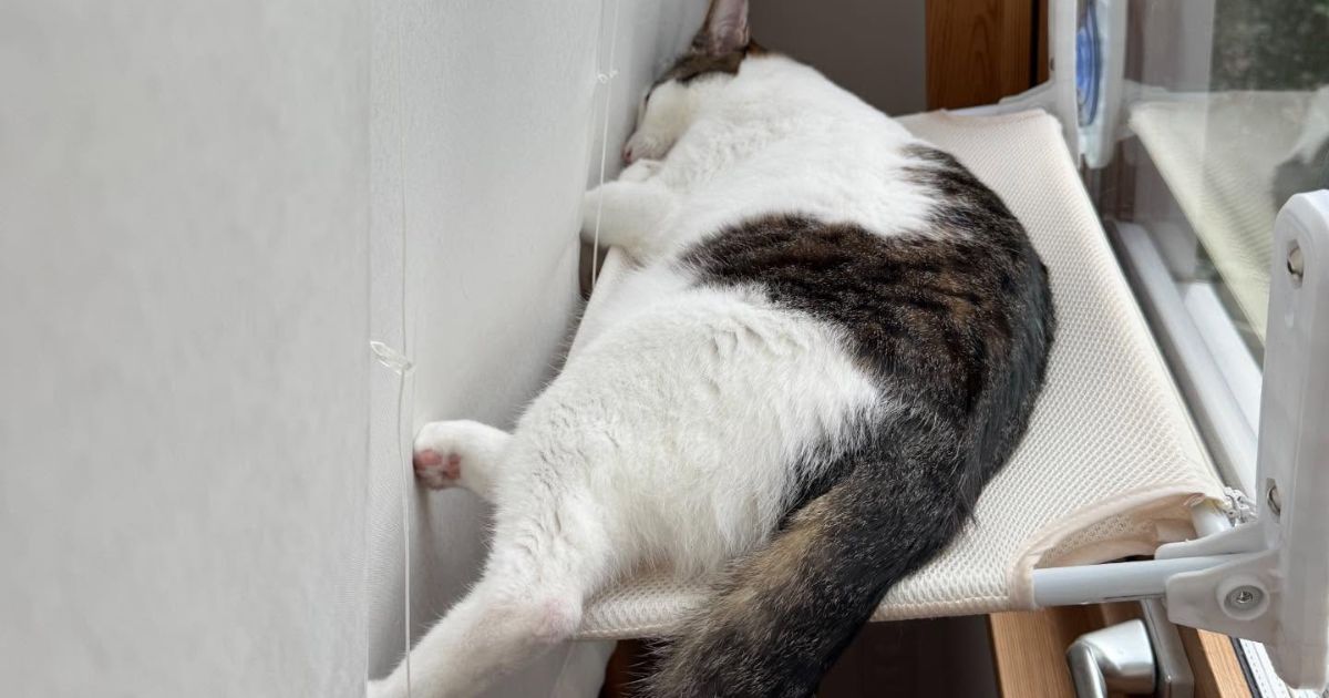 窓際でぐっすりな猫ちゃん→カーテンの“反対側”から、こっそりのぞくと……「けしからんなまったく」「やはりねこは神」（1/2） | 猫 ねとらぼ