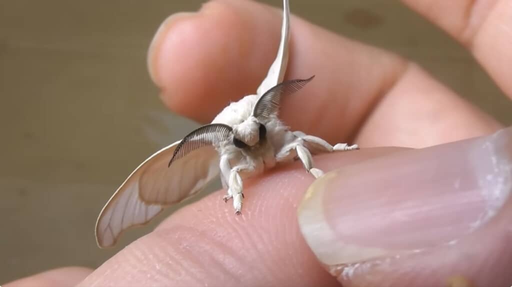 天使のようなカイコ