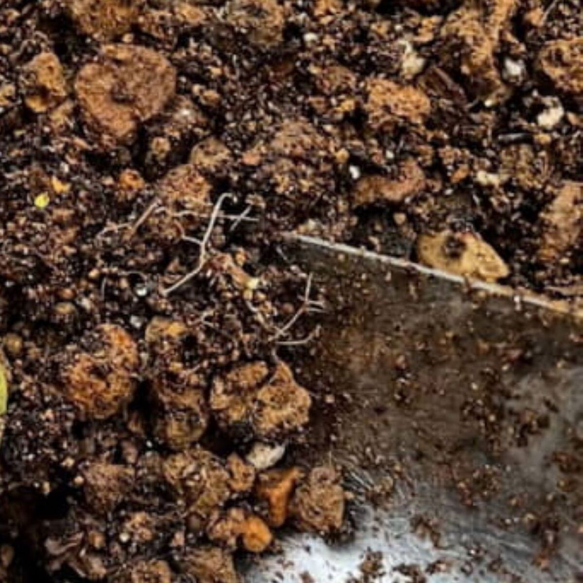 庭の手入れ中、スコップに違和感→掘ったら……　土の中に潜んでいた“肉食動物”の姿に「ひっくり返りました」 | その他生き物 ねとらぼ