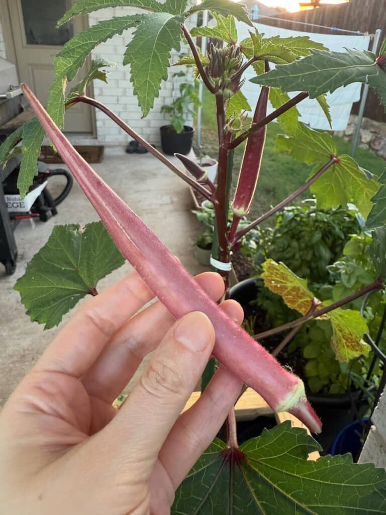 張り切って収穫したレッドオクラ