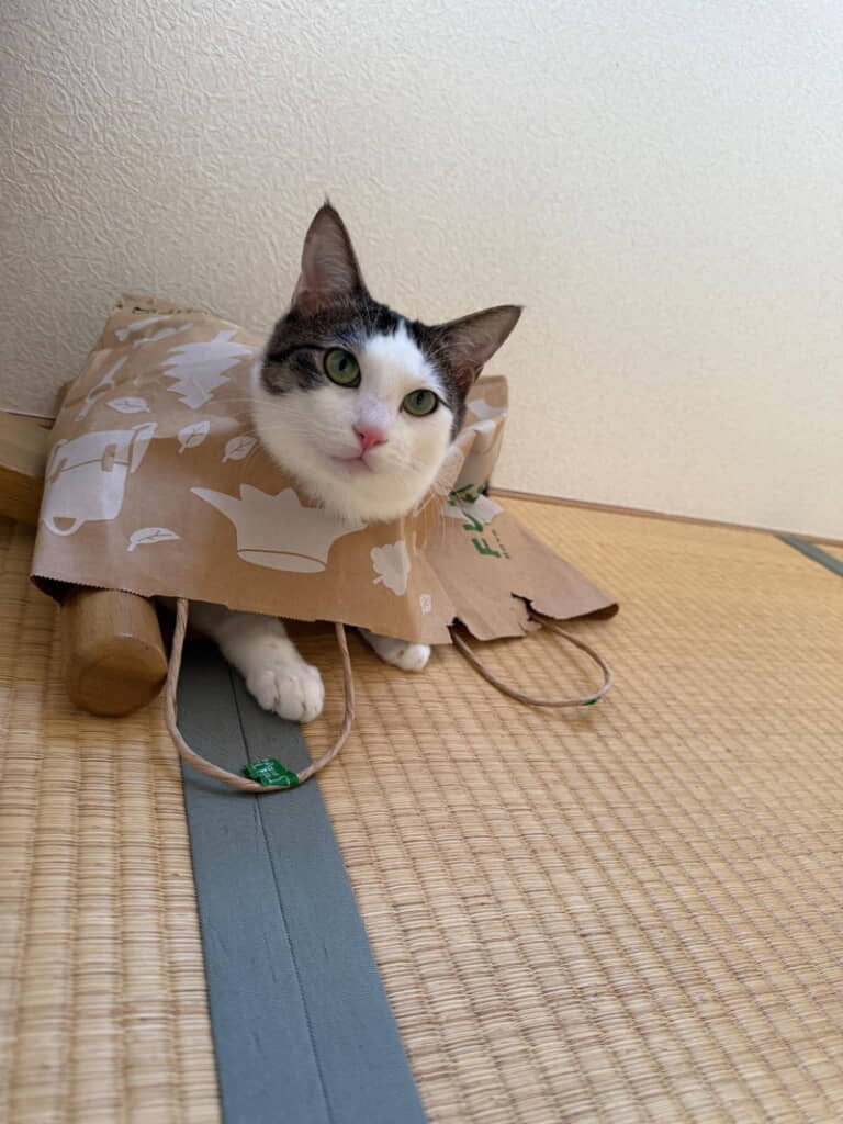 状況はともかくなんだかりりしい