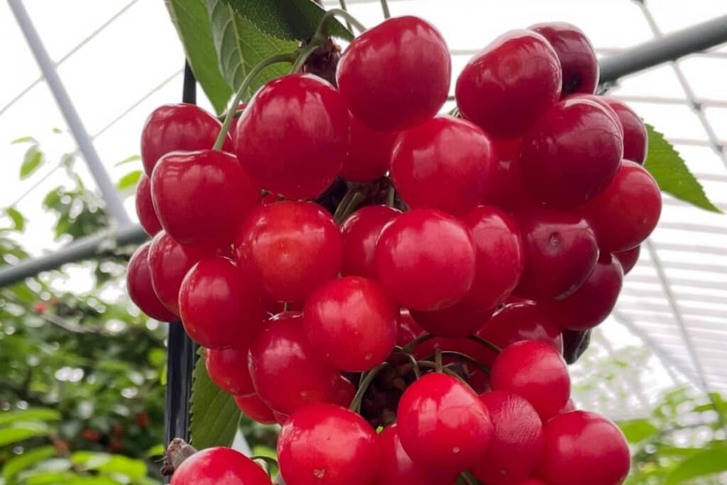 ブドウに見えるけど……