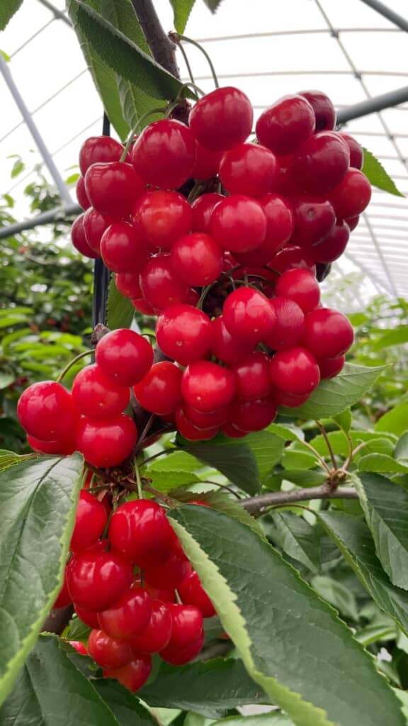 摘果しそびれた結果ブドウみたいな見た目になったサクランボでした