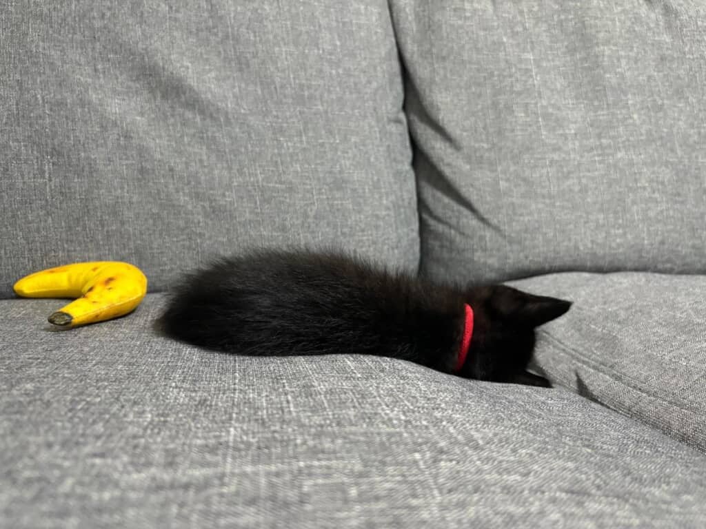ソファで寝る子猫