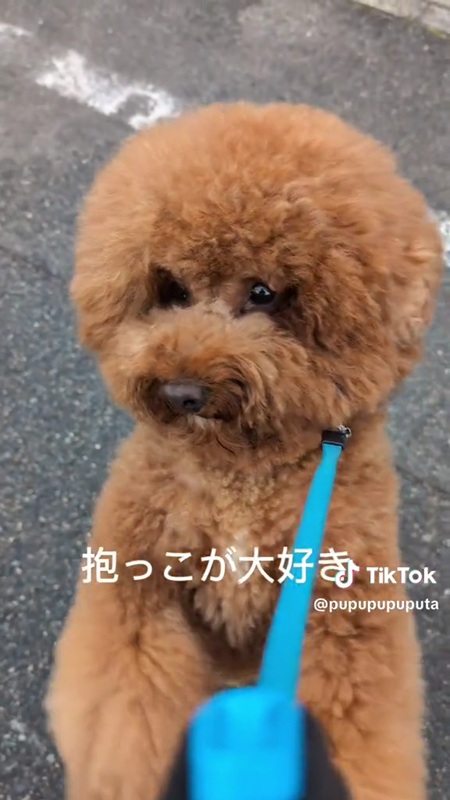 かわいい犬