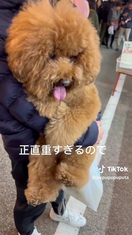 抱っこ大好き犬