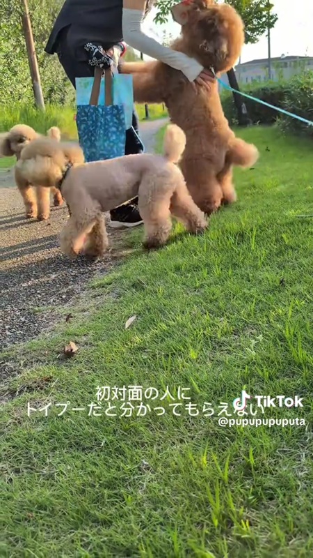飛びかかる犬