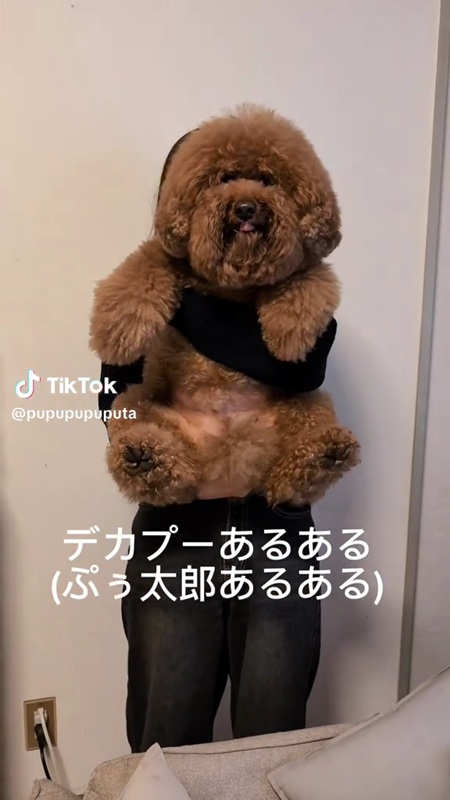 抱っこされる犬