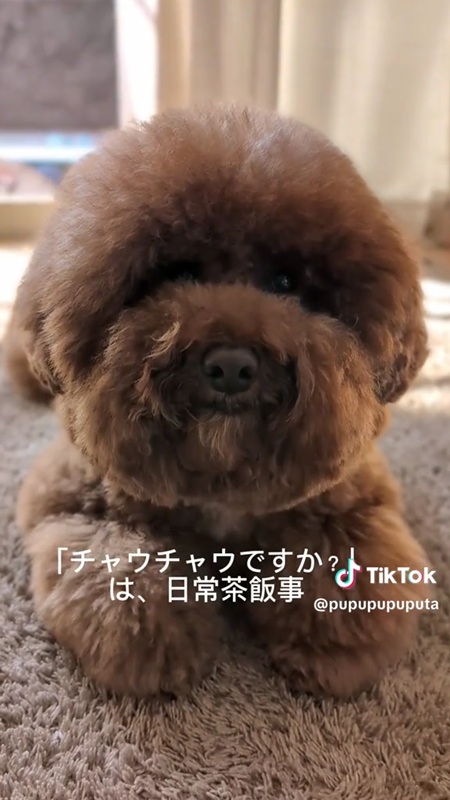 大型犬かと聞かれる犬