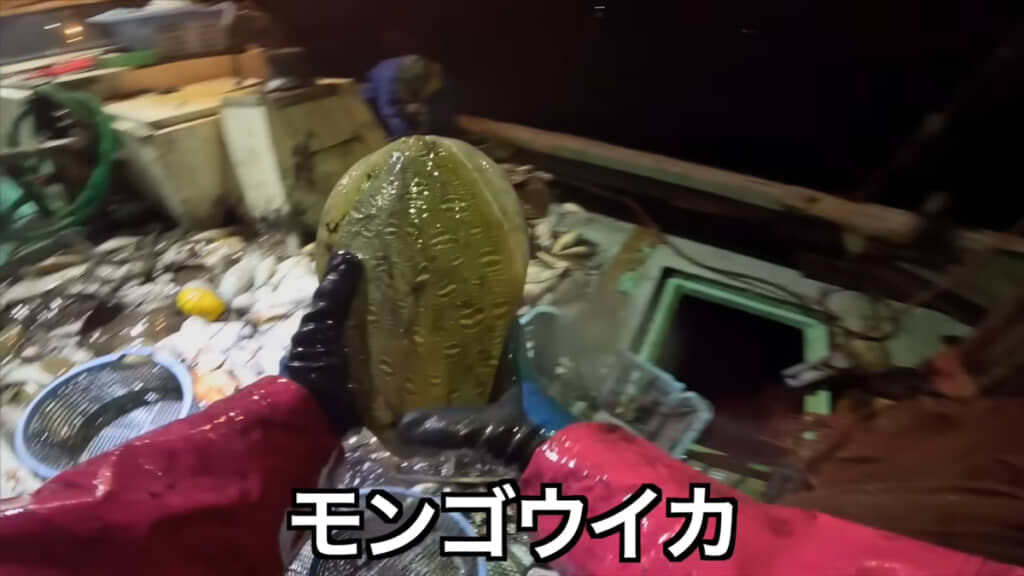 大きなモンゴウイカが獲れました