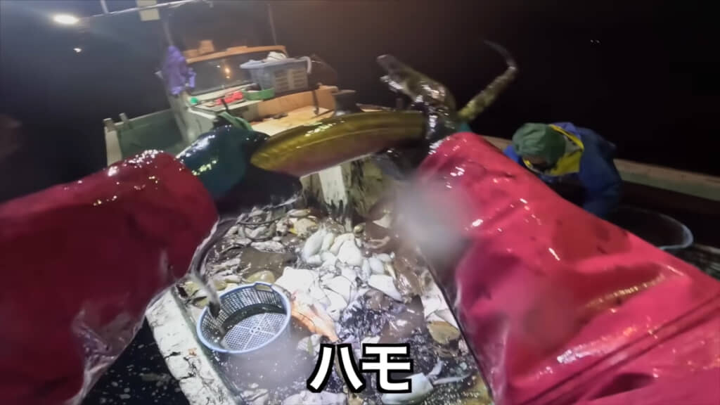鋭い歯を持つハモ