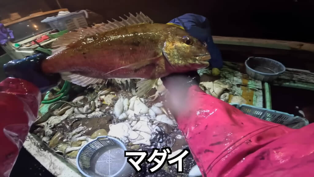 マダイの姿も