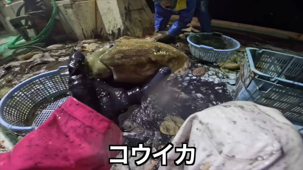 コウイカがいました