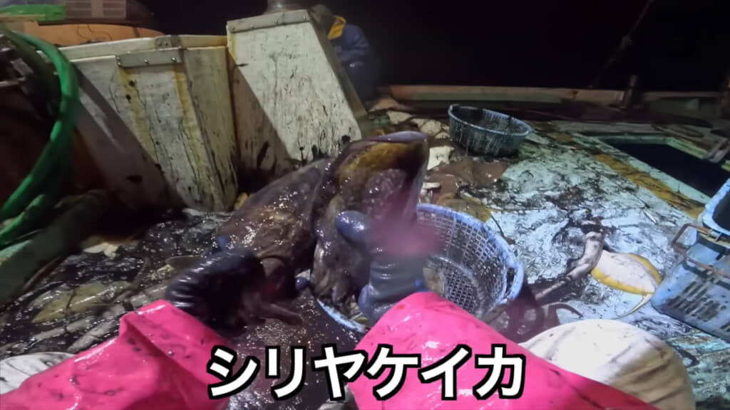 こちらはシリヤケイカ、さまざまな種類のイカがいるのですね
