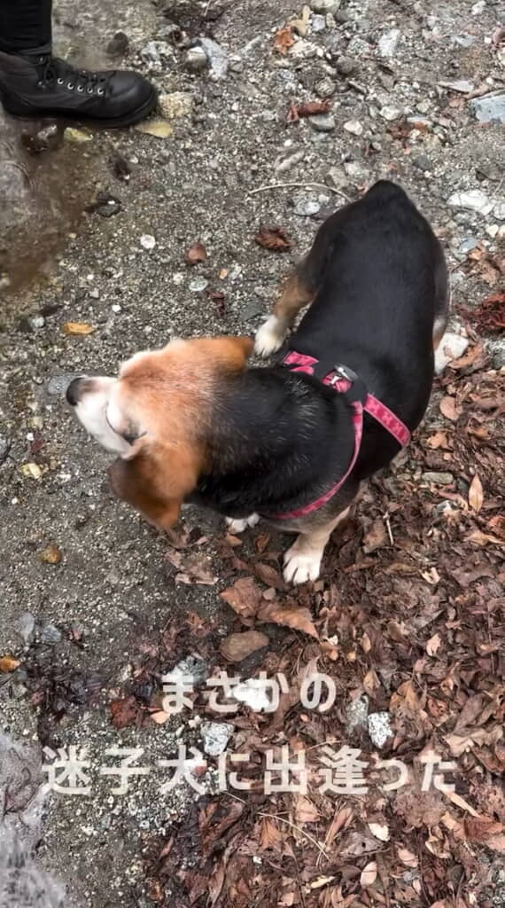 山奥で不安そうな迷子犬に遭遇