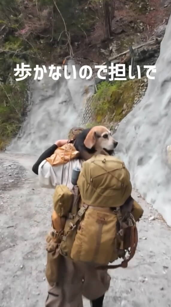 ……歩いてくれなくなったので担いで運ぶことに