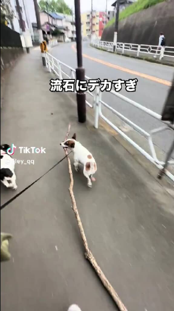 2匹並んで走っていますが……