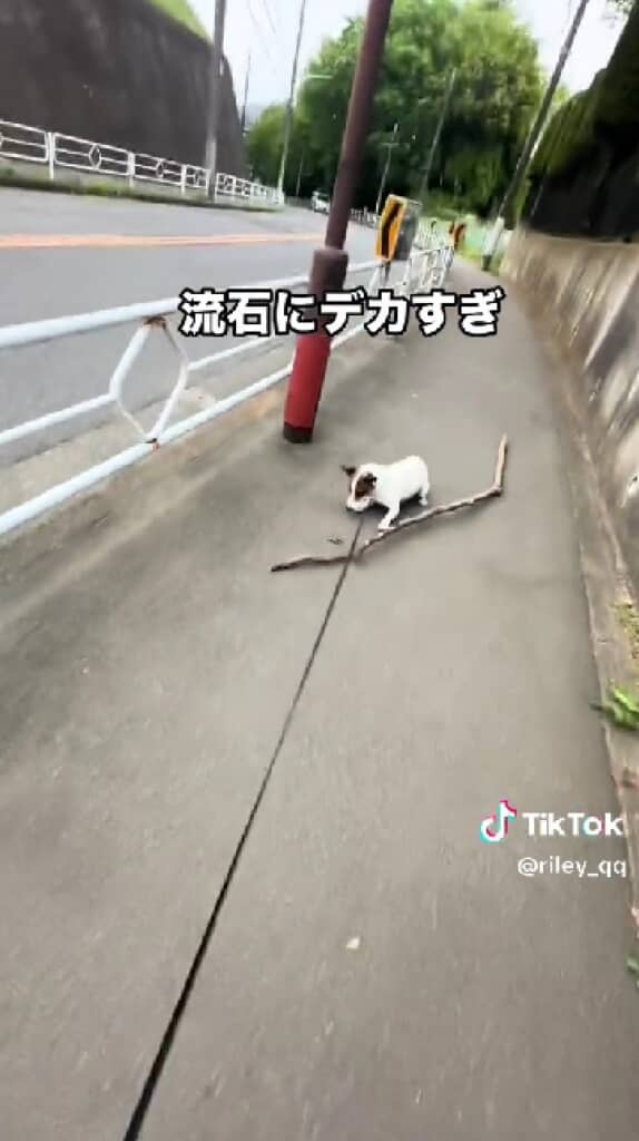 伸びていくリード