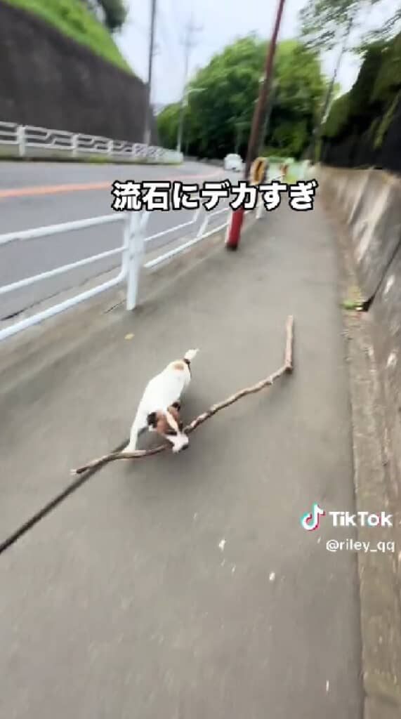 横向きに走りながら追いかけてきました