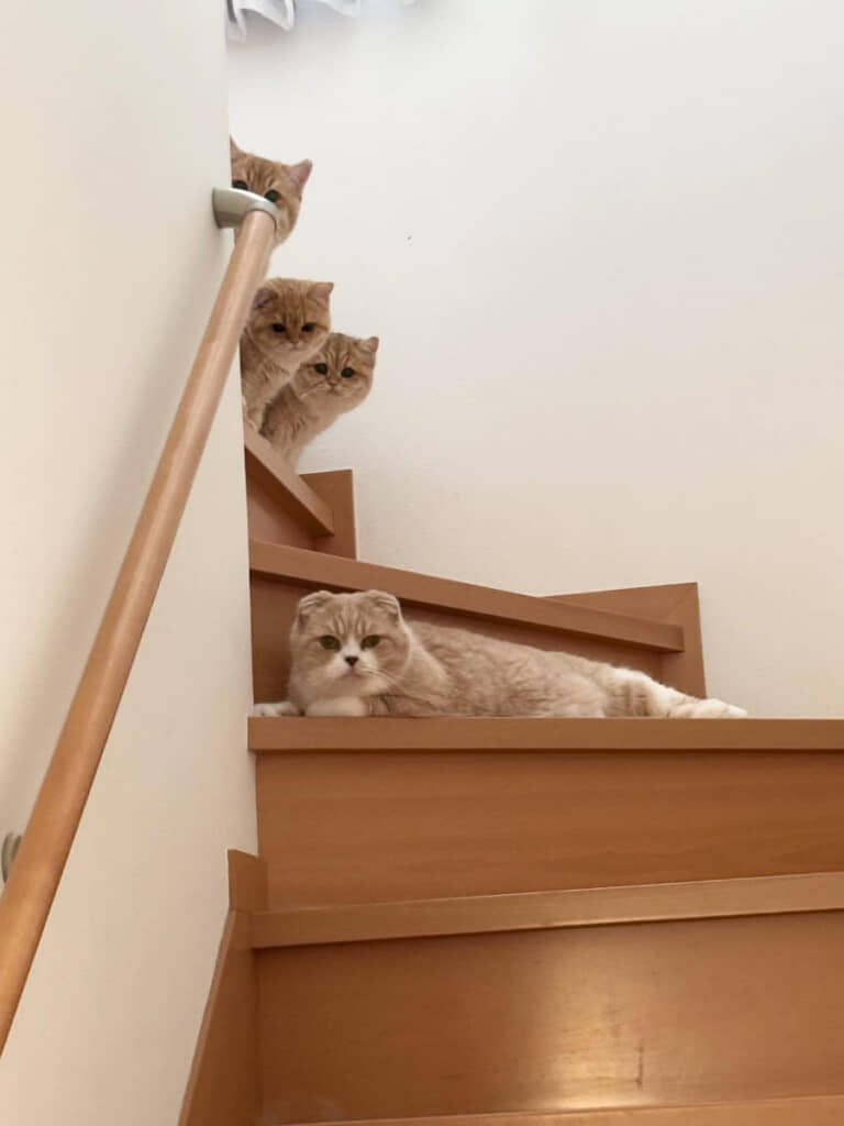 視線の正体は、4匹のかわいい猫ちゃんたち！