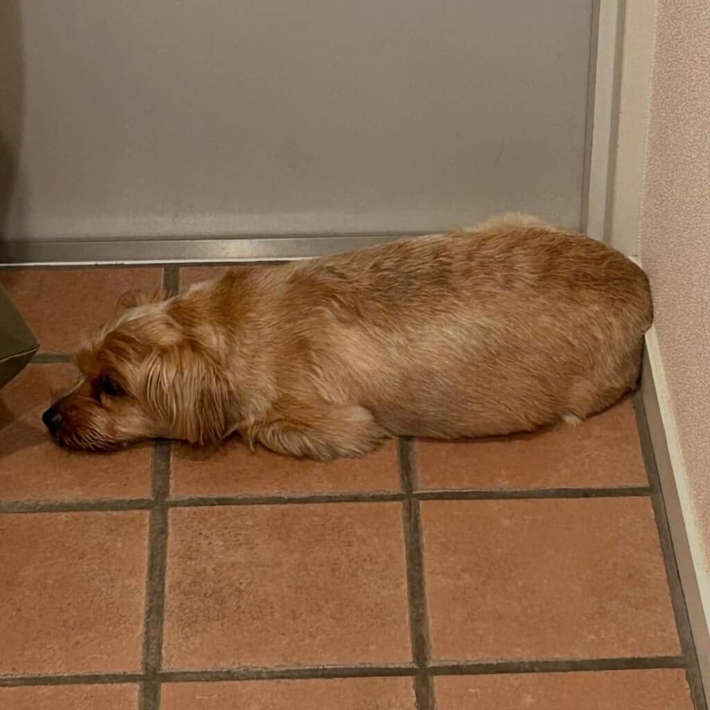 モデルと瓜二つ！