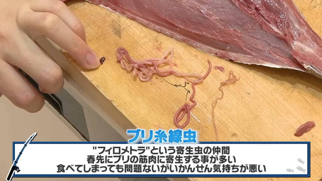 人間には寄生しないそうですが……