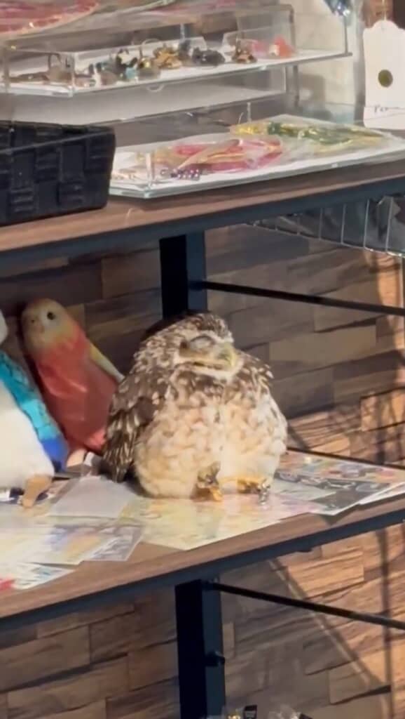 棚にフクロウがいる様子。目を閉じている。