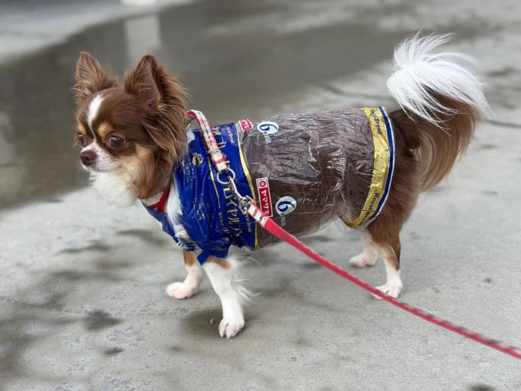 急遽用意したワンコ用のカッパ