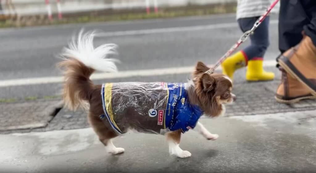 雨上がりで体が濡れないようカバー