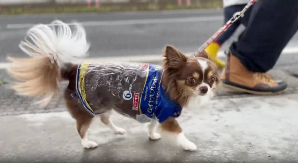 楽しそうにお散歩をするビビちゃん