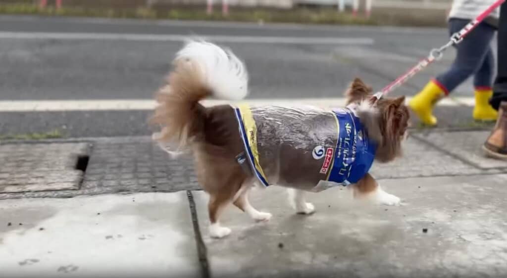 帰宅後も体調に変化はなかったそうです