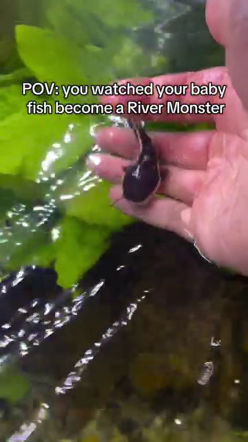 飼い主の手のひらに乗っている赤ちゃんナマズ