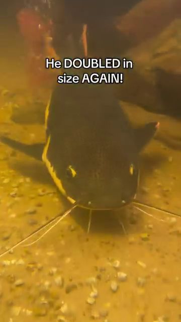 プールの中で2倍になったナマズ